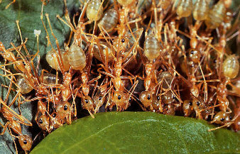 Ants which bring leaves.