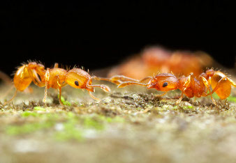 two ants touching antennae