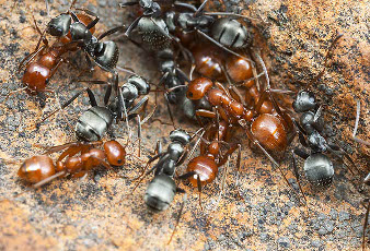 A colony with red ants and black ants