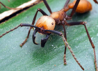 A soldier ant