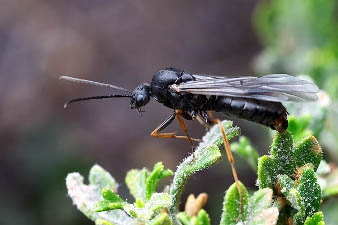 A winged male ant