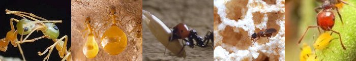 5 types of ants